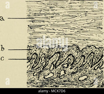 . Abb. 25. - Längsschnitt durch die Nagel- und Nagel - Bett eines menschlichen Fötus Finger.* Ein, der Nagel; b, Rete mucosum; c, die Längskanten des corium. sofort auf einem Malpighian Schicht ähnlich wie in der Epidermis in der Regel gefunden. Anstelle der Papille? Vorhanden sonst-wo in der Haut, in der Lederhaut des Nagels - Bett Längskanten gekennzeichnet ist, eine ähnliche, wenn auch weniger ausgeprägt, Anordnung, dass in der blattspreiten der Maul des Pferdes gefunden. * Sehen, dass der Abschnitt ein Längs- und einer ist, und es würde von der Art und Weise, wie die Kanten geschnitten, dass sie quer unter der Na läuft angezeigt. Stockfoto