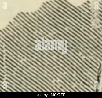 . Abb. 33. - Malteser Hund, Fido. Malteser Hund. Diese schöne kleine Hund ist ein Skye Terrier in Miniatur, allerdings mit einem weit mehr seidiges Fell, eine wesentlich kürzere zurück, und ein Schwanz steif gekrümmte über die Hüfte. Punkte. - Das Gewicht sollte nie mehr als 5 oder 6 lbs; Kopf ähnelt tliat der Skye, aber mit mehr Glanz und seidiges Haar, Fell, solange der Hund, aber transparenter und seidig; Aktionen lebhaft und verspielt, und insgesamt macht es einen erfreulichen pet. Der Schwanz ist über den Rücken gebogen, sehr klein und kurz, mit einem Pinsel von seidigen Haaren; Farbe weiß, mit einem gelegentlichen Patch von Fa Stockfoto