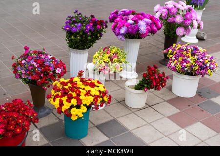 Schnittblumen und Eimer zum Verkauf Stockfoto