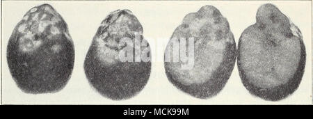 . Abb. 32.- hausschwamm oder Schaf Nase, der Olive. (Abb. 32). Die Ursache hierfür ist nicht bekannt, aber es scheint nonparasitic zu sein und hat das Erscheinungsbild der bitteren Grube von Äpfeln in Verbindung gebracht, das schwarze Ende des Birnen und blühen - Ende rot der Tomaten. Keine Methode der Kontrolle ist bekannt. Exantheme, Dieback. - In dieser Krankheit, die neue Triebe sterben an den Spitzen Stockfoto