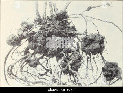 . Abb. 21.- Krone Gall auf Wurzeln der Phenomcnnl Black. Beeren sollten nicht in Erden, wo diese Bedingung besteht gepflanzt werden. Erdbeeren sind auch anfällig, sowie Birnen und anderen Früchten. Wenn die Mühe auf Himbeeren nicht zu streng ist, einige zugute kommen kann, ob sein - durch Besprühen der Blätter gelegentlich mit einer Lösung, 1 Pfund bis 12 Gallonen, von Eisen und Sulfat. Krone Galle - große, fleischige Tumoren auf die infizierte Wurzeln entwickeln und die Pflanzen schwächen. Auf Himbeeren und Brombeeren, diese Galle sind einige der außergewöhnlichen Größe (Abb. 21). Dies ist die gleiche Krankheit wie Krone Gall von fr Stockfoto