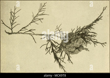 . Abb. 200. - "Cedar - apple, "gall Der rostpilz. Original. Weiß-Rot^^"^{Fomes juniperinus v. Sch.). - In dieser Krankheit Löcher erscheinen im Kernholz, längs Erweiterung mit einem Partition von sound Holz zwischen. Diese Hohlräume schließlich vereinigen Rohre im gesamten Baum zu bilden. Das Holz zwischen einem Pol und das nächste ist nicht die normale Rot, ist aber etwas gebräunt, und die Löcher selbst mit brillantem Weiß beschichtet sind. Die Hohlräume, teilweise gefüllt mit samtiger rötlich-gelb Myzel, können von 4-9 cm. lang. Die Pore-Lager sporophore ist schwierig Stockfoto