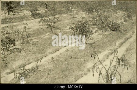 . Abb. 1 i 2. - Tomate iiekl sliowiag Wirkung von willst. Gefunden verfallen zu sein. Wenn eine Anlage nach oben gezogen wird, sobald es zu zeigen Welke, die Wurzeln gesund aussehen und klingen, aber in der Nähe Überprüfung zeigt, dass viele der größeren Zuläufe an den Enden verfallen werden. Die Krankheit besteht aus einem trockenen Rot der Wurzeln, beginnend an den Enden und nach oben zu arbeiten. Das erste Symptom ist eine blass gelblich Farbe der unteren Blätter, die bald trocken von der Spitze zur Basis ohne Spotting. Die Venen und holzigen Teil der Stammzellen werden finster, besonders auf der Seite der Erkrankten Blätter. Die Mittel der Diss Stockfoto