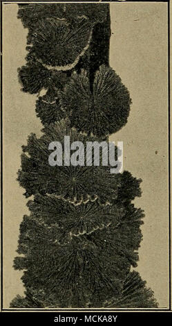 . Abb. 53. Â Schizophyllum commune, häufig den ursächlichen Pilz aus Holz rot von Kirsch- und andere Bäume. Nach Atkinson. Pfirsich Brown Fäulnis, Schimmel (Sclerotinia fructigena (Pers.) Schrcet.). Â â vermutlich keine andere Krankheit ist so zerstörerisch, Pfirsiche, Pflaumen, Kirschen und wie ist die Braunfäule, die Angriffe der Früchte wie sie reife Ansatz, sie Braun, weich drehen, und nutzlos. Abgesehen von Weichteilen reife 1 Heald, F.D., Neb. Agr. Exp. Sta. Rpt. 19, S. 29. Stockfoto