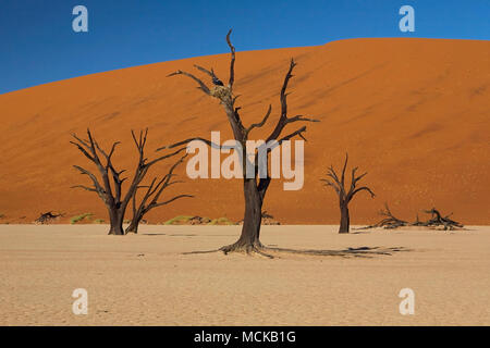 Bäume des Dead Vlei Stockfoto