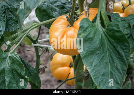 Ein Cluster von reife, gelbe Tomaten Brandywine hängen von einer Anlage in einem Hinterhof essen Garten Anfang September. Stockfoto