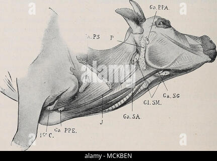 . Gi.5 M. Ga. 5 A. Abb. 209.-oberflächlichen Lymphknoten im Kopf- und Halsbereich. P, ohrspeicheldrüse GZ. SM, submaxillary Drüse; Go-SG, subglossal Drüse; GaPPA, preparotid Verschraubung G< xSA, subatloid Drüse; Lücken, prescapular Drüse; GaPPE, prepectoral Drüse J, V. jugularis; 1 ^^C, erster Rippe. Entzündungen, die in der Regel von infektiösen Ursprungs, kann den Angriff Lymphgefäße (lymphangitis) oder Lymphknoten (adenitis), die entweder zu einfachen lymphangitis, eitrige lymphangitis, oder wieder zu einfach oder eitrige adenitis. Es ist nicht notwendig, diesen Punkt in Allgemeine chirurgische Pathologie zu betonen, denn es ident ist Stockfoto