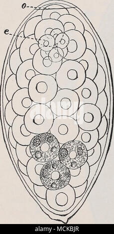 . Abb. 146.- Ei der gemeinsamen Leberegel {Fasciola hejjatica), Exa-m.Ined kurz nach war es von der Leber eines Schafes. An einem Ende der Abdeckung oder Deckel gesehen wird, o; in der Nähe der Segmentierung Eizelle, e; der Rest der Raum ist durch die Gabel Zellen, die als Nahrung dienen besetzt; alle sind detaillierte, aber nur drei sind so gezeichnet. X680. (Nach Thomas, 1883, S. 281, Abb. 1.) ^.. Stockfoto