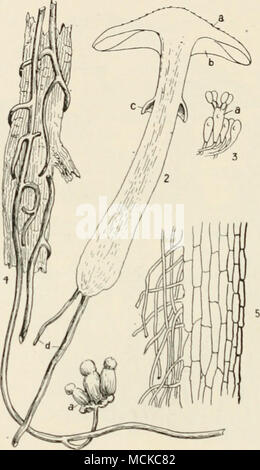 . Abb. 109.- Armillaria incllea. 2, Abschnitt der Pilz, ein, Hut; b, Kiemen; c, Ring;</, schwarz, cordlike Stränge der myceiiiini; 3, basidium, a, durch paraphyses; 4, Teil der Baumwurzel mit Abzweigung Stränge der niycehuni Umgebung begleitet; rt, ein Cluster von jungen Pilze schießen aus dem Myzel; 5, Abschnitt von außen zur Mitte des rhizomoiph oder biack Strand von my-celium. Abbn. 3 und 5 mag. Stränge, die in der Farbe schwarz geworden und bilden eine Kom-j) licated Netzwerk. Wie anastomosing Bereich schwarz, cordlike Litzen, sind sehr häufig zum Entfernen der Lose Rinde von einem toten Stamm gesehen, Stockfoto
