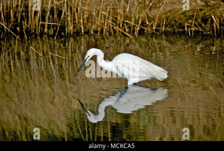 Eine kleine weiße Reiher mit Reflexion Fütterung in Schilf in Lymington, New Forest, Großbritannien Stockfoto