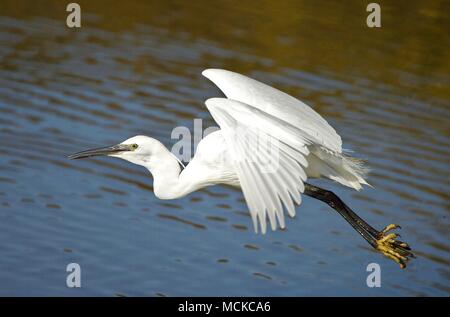 Eine weiße Reiher fliegen über eine Teiche an Lymington, New Forest, Hampshire UK Stockfoto