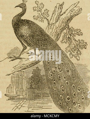 . Ein Pfau in Full feather, paradieren auf grünem Rasen, oder von der Extremität eine Terrasse - Wand und zeigt die volle Länge von seinen herrlichen Schwanz, ist einer der schönsten des Lebens Ergänzungen Landschaft zu Garten. Aber Obst wird er beweisen, ein Fresser, nicht gegen bewacht werden, und sowohl er als auch seine Gehilfen sind nicht unfrequently mörderische Attentäter der Jungen von anderem Geflügel. Die Stockfoto