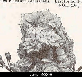 . Eschscholtzia (Kalifornischer Mohn) Fingerhut Digitalis, siehe oben. GAILLARDIA Die Gaillardias sind halb - Hardy, reichblühend Jahrbücher. Die Blumen sind eine sehr auffällige Kombination von Orange, Purpur und Violett, gemischt und in verschiedenen Markierungen Streifen auf. Sie sind gute Furchenzieher, starke, konstante Bloomers durch den ganzen Sommer. Attraktiv. Grandiflora gemischte Sorten.- Hardy. Ähnelt einer kleinen Sonnenblume. 24 cm groß. Ich Oz., 20 C.; 5 GERANIUM Zonial. - einzigen gemischten 10 GOMPHRENA {Globus Amaranth, Bachelor) bekannten Jahrbücher der einfach Kultur. Zu bewahren lor Winter Dekoration Blumen r Stockfoto