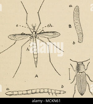 . D^Abb. 22. A, der Kran-fly (Daddy-Long-Legs), Tipula oleracea. e, das linke Auge; / Ich, einer der Balancer oder "halleres, "Welches sind die modifizierten zweiten Paar Flügel;^/i, den Thorax. Natürliche Größe. B, der "Leder Jacke", der grub der Kran - Fliegen. Ein, Leiter; d, Schwanz. Natürliche Größe. C, Käfer oder Überspringen - Jack, Elater Obscurus. Die Zeile neben seiner natürlichen Größe zeigt. D, die wahre Kabel-Worm oder grub Der klicken - Käfer. Zu vier Mal die natürliche Länge vergrößert, ein, Schwanz; d, Kopf. Schwierig zu sehen Diese schwand Paar Flügel, die sich hinter dem ersten oder l liegen Stockfoto