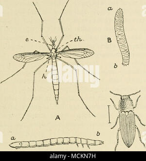 . D^Abb. 22. A, der Kran-fly (Daddy-Long-Legs), Tipula oleracea. e, das linke Auge; h, einer der Balancer oder "halteres", Th, den Thorax. Natürliche der modifizierten zweiten Paar Flügel; Kopf B, der "Leder Jacke", der grub der Kran - fliegen. b, Schwanz. Natürliche Größe. C, Käfer oder Überspringen - Jack, Elater Obscurus. Die Zeile neben seiner natürlichen Größe zeigt. D, die wahre Kabel-Worm oder grub Der klicken - Käfer. Zu vier Mal die natürliche Länge vergrößert, ein, Schwanz; b, Kopf. Schwierig zu sehen, diese paar Flügel, die Liegen hinter dem Ersten oder große koppeln, ein SCHWAND Stockfoto