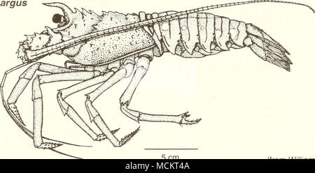 . 5 cm (von Williams 1965) Common Name: langusten Wissenschaftlicher Name: Panulirus argus Weitere Namen: Langusten, Florida stacheligen Lob-ster, westlichen Atlantik Langusten, Karibik Langusten, Hummer, Bug, langouste Blanche (Französisch), langosta Comun (Spanisch) (Fischer 1978, NOAA 1985, Williams et al. 1989). Klassifizierung (Williams et al. 1989) Stamm: ARTHROPODA Klasse: Crustacea Ordnung: Decapoda Familie: palinuridae Wert Commercial: Langusten sind in der Regel vermarktet als Schwänze entweder frisch oder gefroren (Fischer 1978). Usa land- nungen in 1992 wurden 2,222.6 mt bei $ 20,2 Mio. (NM Stockfoto