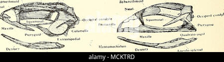 . S. Ieii&gt; oflneek. elian - Abb. -. 17. - Seitenansicht Schädel von Xenopus und Rana. 3. Eine Zeichnung der Knochen des Schädels von der posterioren Ende gesehen, zeigt die Okzipitalen kondylus an jeder Seite des Foramen magnum, ex-occipitals, Basi-Okzipitalen, supra-Okzipitalen, pro-otics, Columella, und Quadrat. [In der Frosch der Basi-Okzipitalen und supra-Okzipitalen sind nicht entwickelt.] 4. Die Haut von der Unterkiefer entfernen und die Knochen sur-Rundung des ursprünglichen Meckel Knorpel, nämlich die Mento - meckelian, dentary und Gelenkknorpel. [In der Frosch den Unterkiefer besteht aus dem MENTO - meckelian, Dent Stockfoto