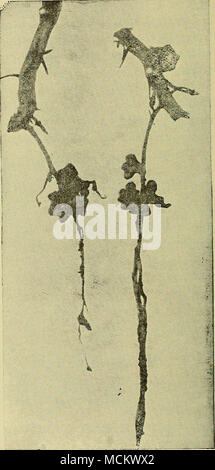. Abb. Abb. 33. 34 33. Sweet pea Wurzeln mit Aal Wurm betroffen. 34. Sweet pea Knötchen durch Stickstoff Bakterien zur Festsetzung gebildet. und Karotten durch S. libertiana. 1887 Cohn 93 Berichte über eine Kartoffel Krankheit aufgrund der gleichen Pilz. Smith 94 1890 Berichte über ein holly-hock Krankheit, aufgrund der Sclerotiana libertiana. 1891 Behrens 95 Berichte über ein Hanf Krankheit wegen diesem Pilz. 1892 Humphrey 9 G Berichte Stockfoto