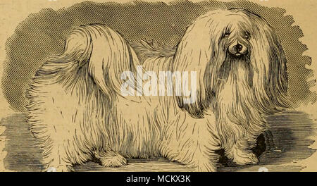 . Abb. 33. - Malteser Hund, Fido. Malteser Hund. Diese schöne kleine Hund ist ein Skye Terrier in Miniatur, allerdings mit einem weit mehr seidiges Fell, eine wesentlich kürzere zurück, und ein Schwanz steif gekrümmte über die Hüfte. Punkte. - Das Gewicht sollte nie mehr als 5 oder 6 lbs; Kopf ähnelt dem der Skye, aber mit mehr Glanz und seidiges Haar, Fell, solange der Hund, aber transparenter und seidig; Aktionen lebhaft und verspielt, und insgesamt macht es einen erfreulichen pet. Der Schwanz ist über den Rücken gebogen, sehr klein und kurz, mit einem Pinsel von seidigen Haaren; Farbe weiß, mit einem gelegentlichen Patch von FAW Stockfoto