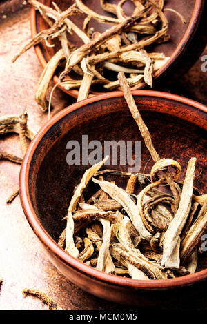 Arzneimittel Rohstoffe aus Wurzeln und Rhizome inula. Root elecampane Stockfoto