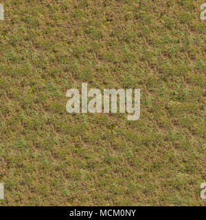 Nahtlose Textur der Frühling keimende Gras. Stockfoto