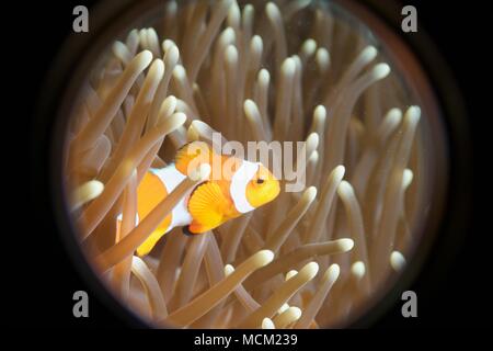 Grundel versteckt in Koralle, peekaboo Stockfoto