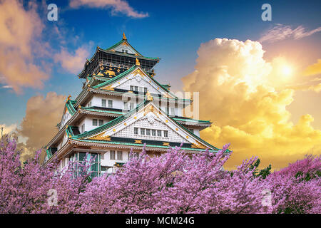 Burg von Osaka und Kirschblüte bei Sonnenuntergang im Frühjahr. Sakura Jahreszeiten in Osaka, Japan. Stockfoto