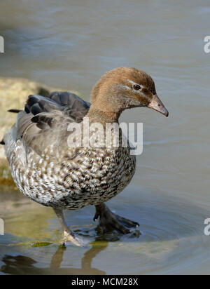 Australische Holz Ente - Chenonetta jubata Weiblich Stockfoto