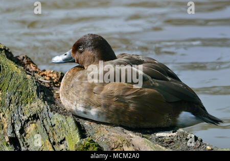 White-eyed Ente oder Hardhead - Aythya australis aus Australien Stockfoto