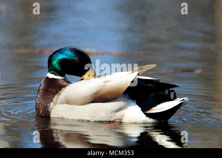 Einzelne männliche Stockente Vogel schwimmen auf Wasser Feuchtgebiete während der Brutzeit im Frühjahr Stockfoto