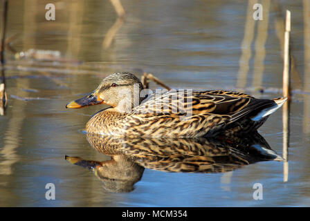 Einzelnen weiblichen Stockente Vogel schwimmen auf Wasser Feuchtgebiete während der Brutzeit im Frühjahr Stockfoto