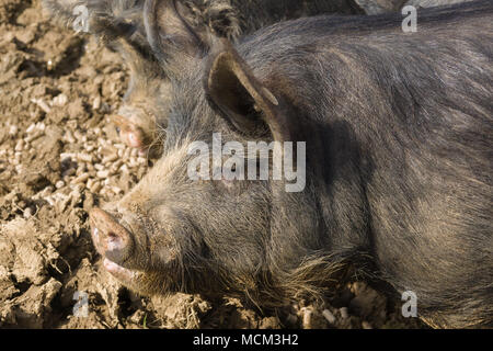 Berkshire schwarze Schweine eine alte seltene Britischen Rasse, die auch in Japan Kagoshima Provinz ist als kurobuta gezüchtet Stockfoto