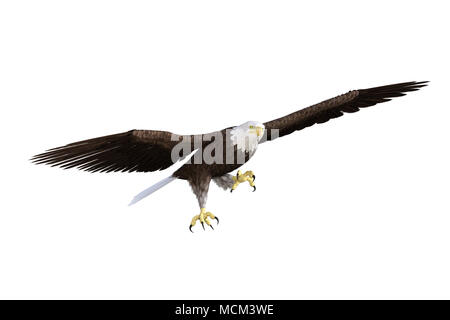 Weißkopfseeadler isoliert auf Weiss, 3D-Rendering. Stockfoto