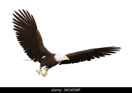 Weißkopfseeadler isoliert auf Weiss, 3D-Rendering. Stockfoto