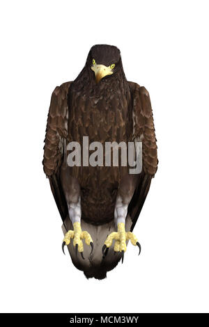 Weißkopfseeadler isoliert auf Weiss, 3D-Rendering. Stockfoto