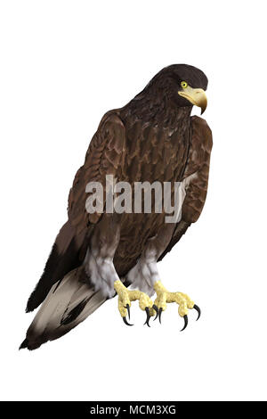 Weißkopfseeadler isoliert auf Weiss, 3D-Rendering. Stockfoto