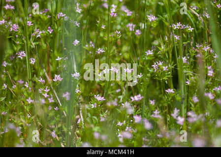Flora von Gran Canaria - Kleine blass lila Blüten von Sherardia arvensis Stockfoto