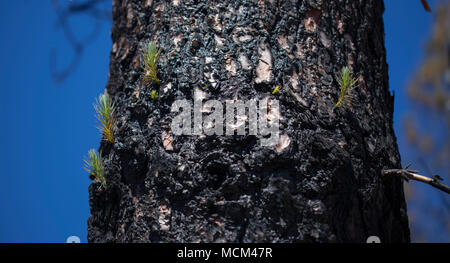 Flora von Gran Canaria - Pinus canariensis, kanarische Pinien, erholt vom letzten Jahr Feuer, Gran Canaria. Neue Triebe erscheinen auf dickeren Ästen ein Stockfoto