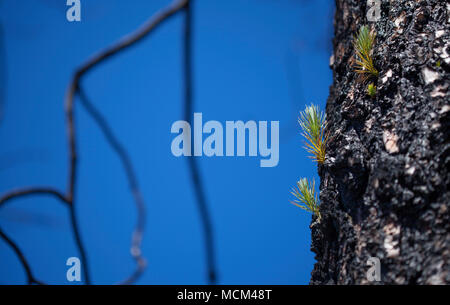 Flora von Gran Canaria - Pinus canariensis, kanarische Pinien, erholt vom letzten Jahr Feuer, Gran Canaria. Neue Triebe erscheinen auf dickeren Ästen ein Stockfoto