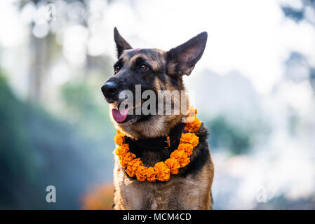 Deutscher Schäferhund mit einer Ringelblume Garland während Kukur Tihar (Hund Deepawali) in Kathmandu, Nepal angebetet wird, Stockfoto