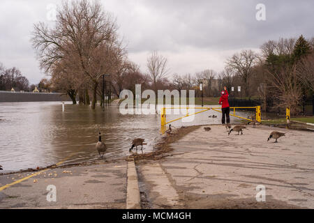 Ungewöhnlich kühle Wetter und zwei Tage Regen, Schnee und Eisregen war zu viel für die Themse zu handhaben wie es oben über seine Ufer stieg Stockfoto