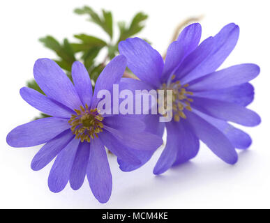 Anemone blanda Blue Shades oder Grecian Windflowers Stockfoto