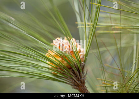 Flora von Gran Canaria - Pinus canariensis, kanarische Pinien, unreifen Stiftkegel Stockfoto