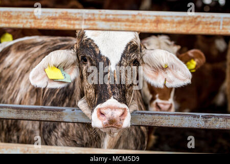 Kuh stehend im Fahrerlager in Farm suchen in den Rahmen, close-up Stockfoto