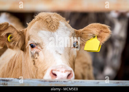 Kuh stehend im Fahrerlager in Farm suchen in den Rahmen, close-up Stockfoto