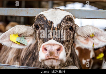 Kuh stehend im Fahrerlager in Farm suchen in den Rahmen, close-up Stockfoto