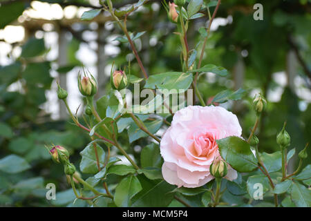 Rosa Rose von Knospen Umgeben Stockfoto