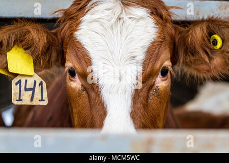 Red Cow im Fahrerlager in Farm suchen in den Rahmen, close-up Stockfoto