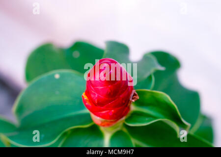 Vintage ährentragend Spirlaflag Ingwer, Costus spicatus Pastelltönen zu kreativen Muster und Strukturen Design mit Hintergrund banner Stockfoto