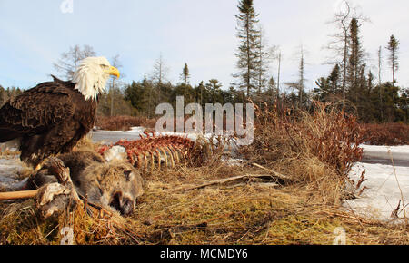 Ein Weißkopfseeadler beobachten für Wettbewerber wie er ernährt sich von einem White-Tailed Deer. Stockfoto